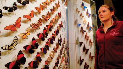 Butterfly Gallery - Image copyright of the Western Australian Museum A lady standing next a large display of mounted butterflies