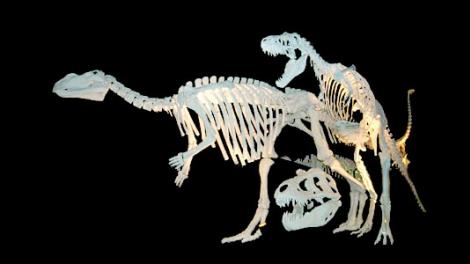 Diamonds to Dinosaurs - Image copyright and Western Australian Museum Two dinosaur skeletons and a t-rex skull
