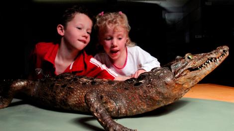Kids with a crocodile in the discovery centre - Image copyright of the Western Australian Museum Two children looking up close at a mounted crocodile