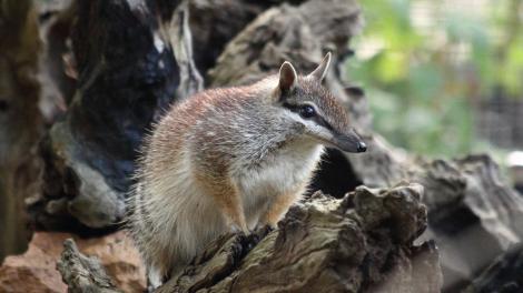 Numbat - Creative Commons Attribution 2.0 Generic (CC BY 2.0) - S J Bennet - https://www.flickr.com/photos/quollism/ A numbat emerging from a wooden burrow