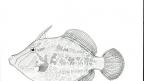 Supplement 74: Catalogue of type specimens of fishes in the Western Australian Museum Supplement 74: Catalogue of type specimens of fishes in the Western Australian M