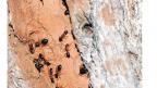 A Guide to the Ants of South-western Australia A Guide to the Ants of South-western Australia