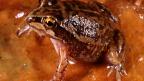 Sheep or Main's Frog - B. Maryan Frog on ground