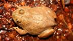 Water-holding Frog - P. Doughty