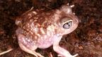 Tawny Trilling Frog - B. Maryan