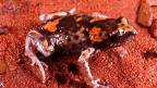 Gorge Toadlet - B. Maryan Cape Range