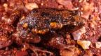 Glandular Toadlet -