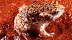 Tanami Toadlet - B. Maryan
