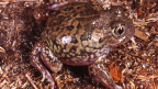 Centralian Trilling Frog - B. Maryan Frog on ground