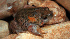 Male Toadlet - P. Doughty/WA Museum Male Toadlet amongst rocks