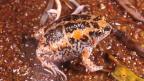 Male Toadlet - B. Maryan Colourful male frog sitting on ground