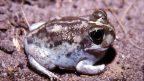 White-footed Trilling Frog - Frog in natural habitat, showing the white foot