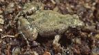 Chirping Froglet - H. Cogger Frog on ground