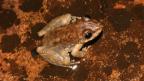 Kimberley Rockhole Frog - P. Doughty/WA Museum Frog on a rock