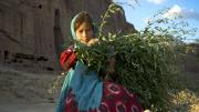 An Afghan child gathering crops