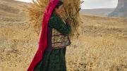 An Afghan girl gathering wheat