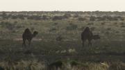 Image copyright of WA Museum