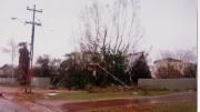 Image of street with damage to tress and houses from Cyclone Vance