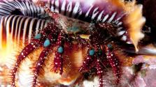 Hermit crab in murex shell, taken in Fiji Photo by Jenny Ough 