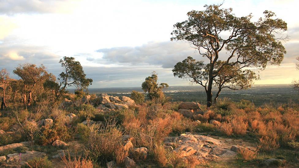 Landscape of the Darling Ranges, a rocky hill top with a great tree reaching up