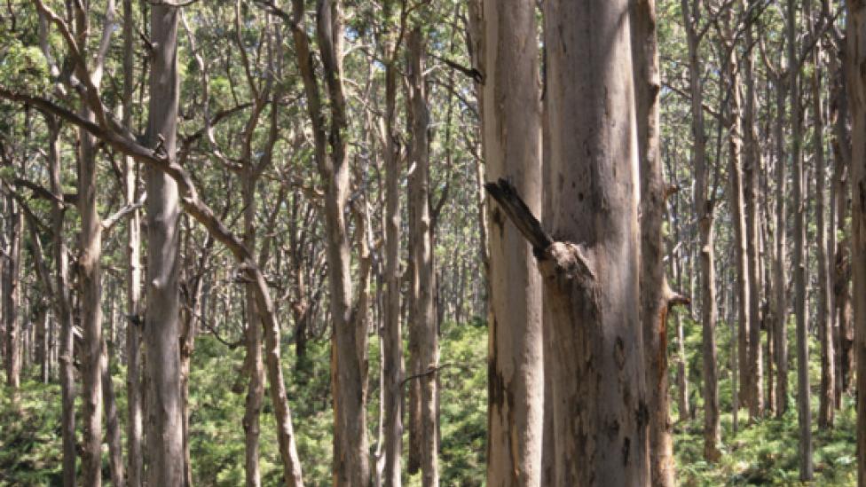 Hundreds of tree trunks, with the dappled sun beaming through the branches