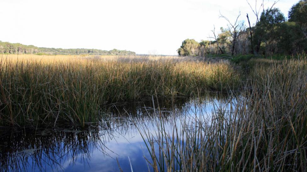 River running besides a field with long grasses growing at waters edge