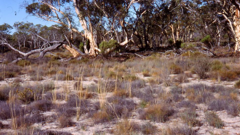 Dry dusty ground with patches of grass and trees on the horizon