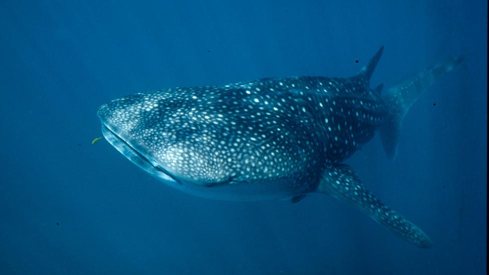 The Whale Shark - photo by Sue Morrison A whale shark swimming through a reef