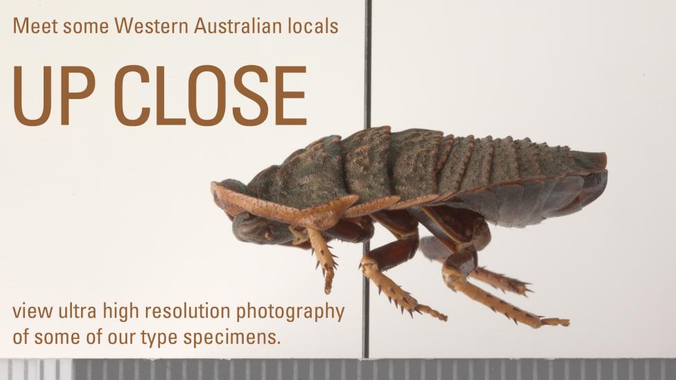 Microscopic photograph of a type specimen insect