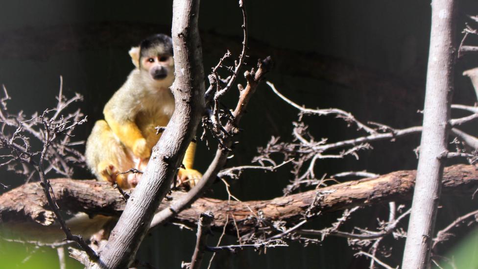 Bolivian Squirrel Monkey - WA Museum Bolivian Squirrel Monkey