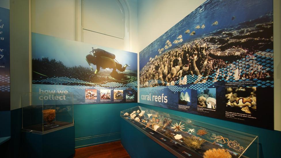 Detail of the Dampier Marine Gallery - before the decant - WA Museum Detail of the Dampier Marine Gallery - before the decant