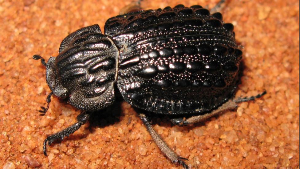 Omorgus mariae, a flightless carcass beetle - Image copyright WA Museum A black beetle crawling across orange sand