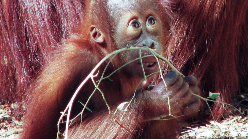 A young orang-utan - WA Museum A young orang-utan