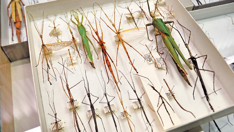 A draw of pinned specimens - WA Museum A draw of pinned specimens