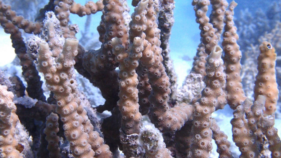 Coral Identification Chart