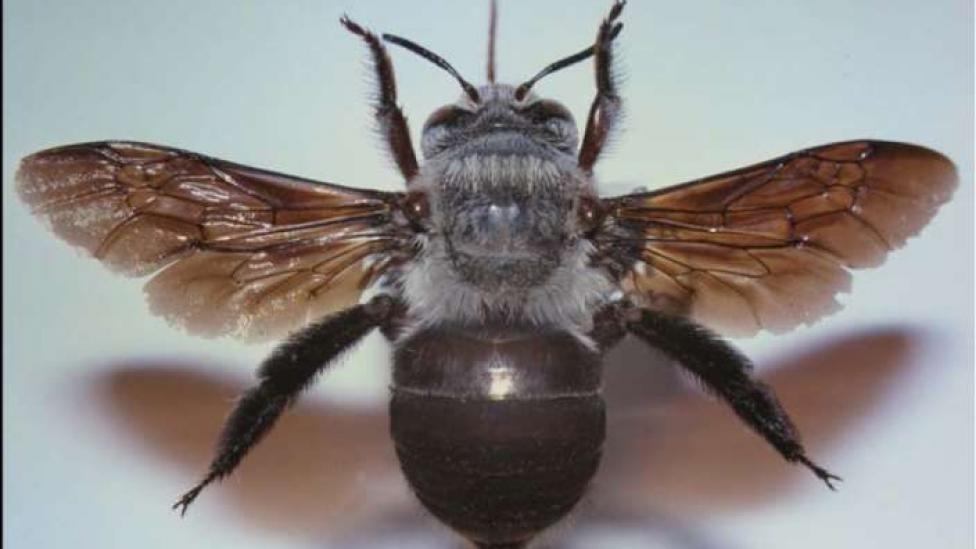 Female of Amegilla dawsoni (scale line = 1 cm) - Mounted specimen of Dawson's Burrowing Bee