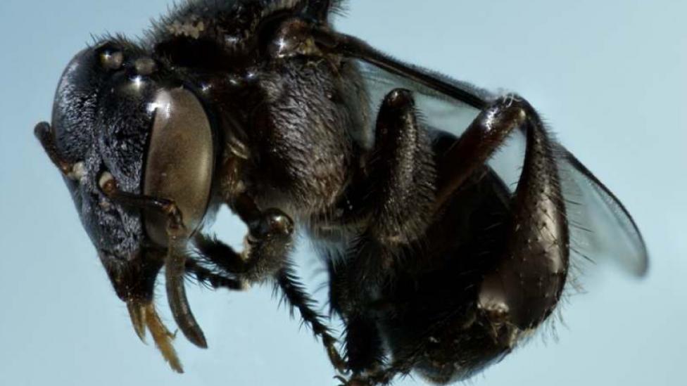 A stingless or sugarbag bee, Trigona sp. -