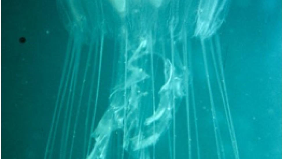 An individual of Chrysaora kynthia showing the flattened bell, the frilly, central mouth arms and the very long tentacles - Photo from WA Museum A sea jelly swimming upwards to the surface