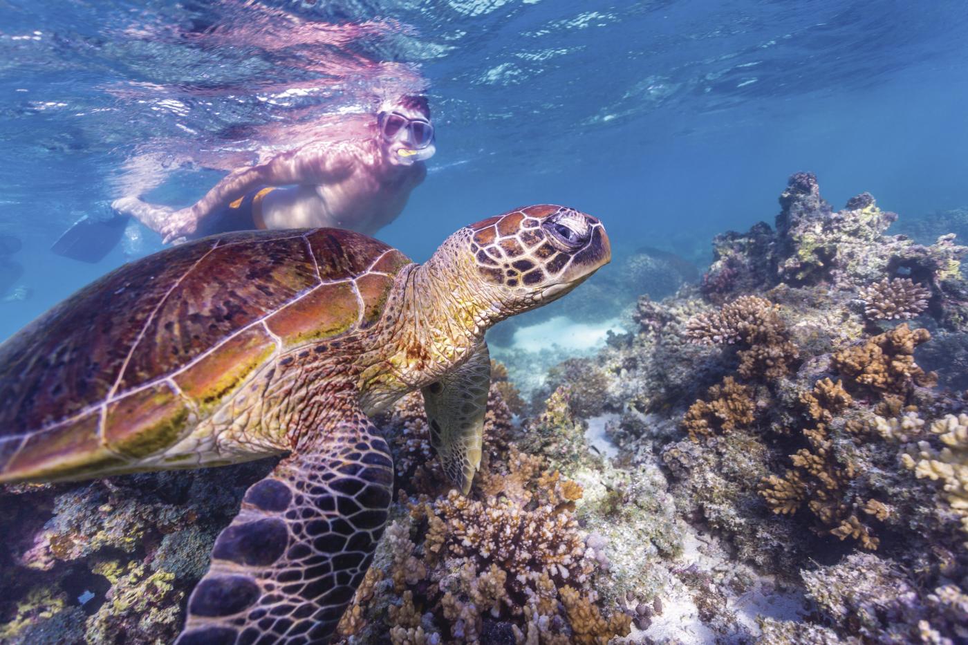 Image of a turtle underwater, a man snorkeling behind