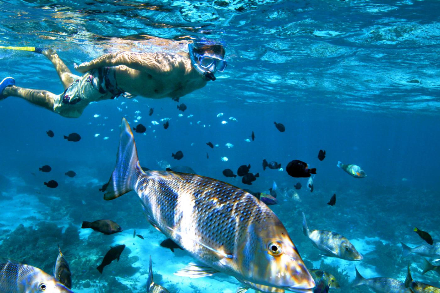 Man snorkelling with fish.