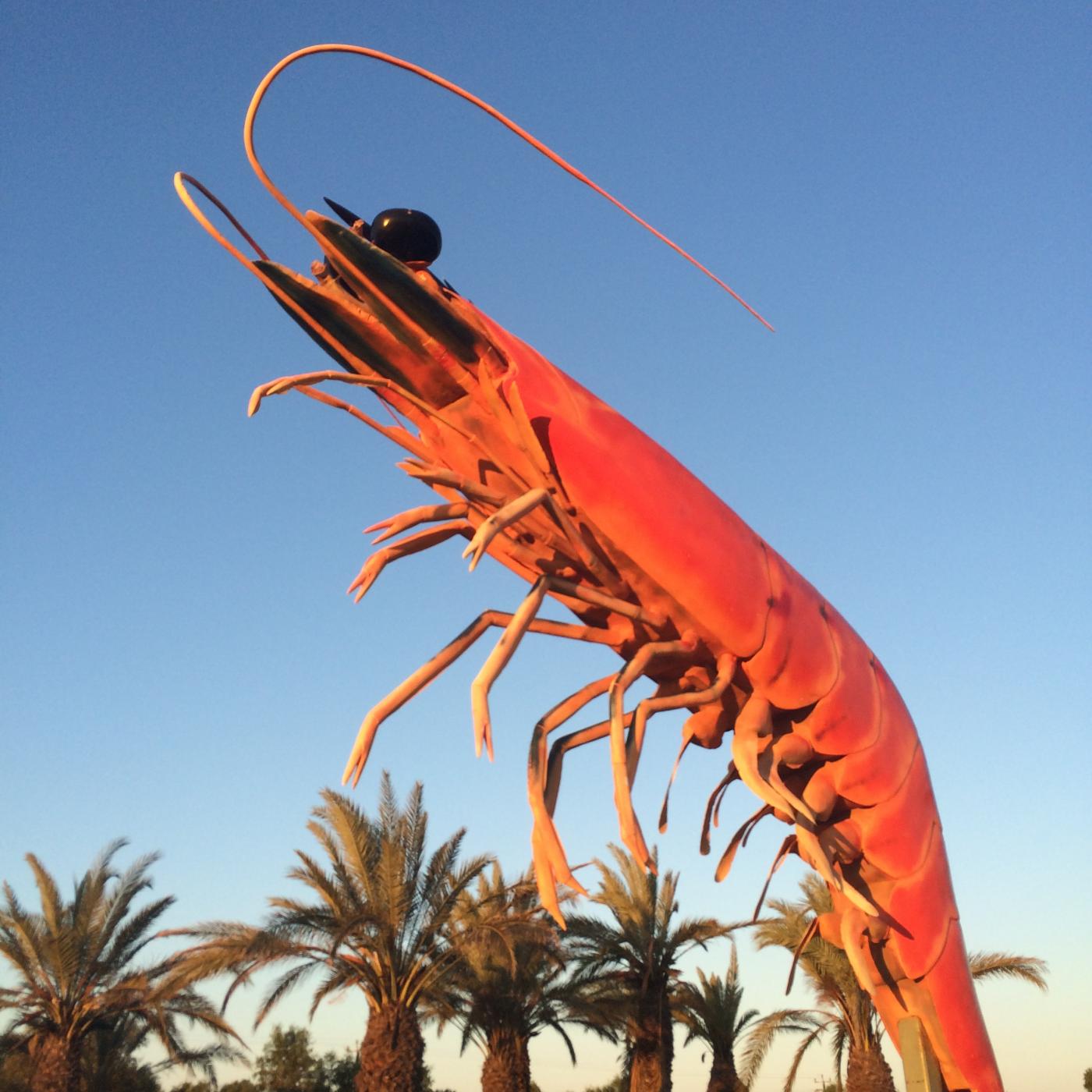 Image of the giant prawn in Exmouth.