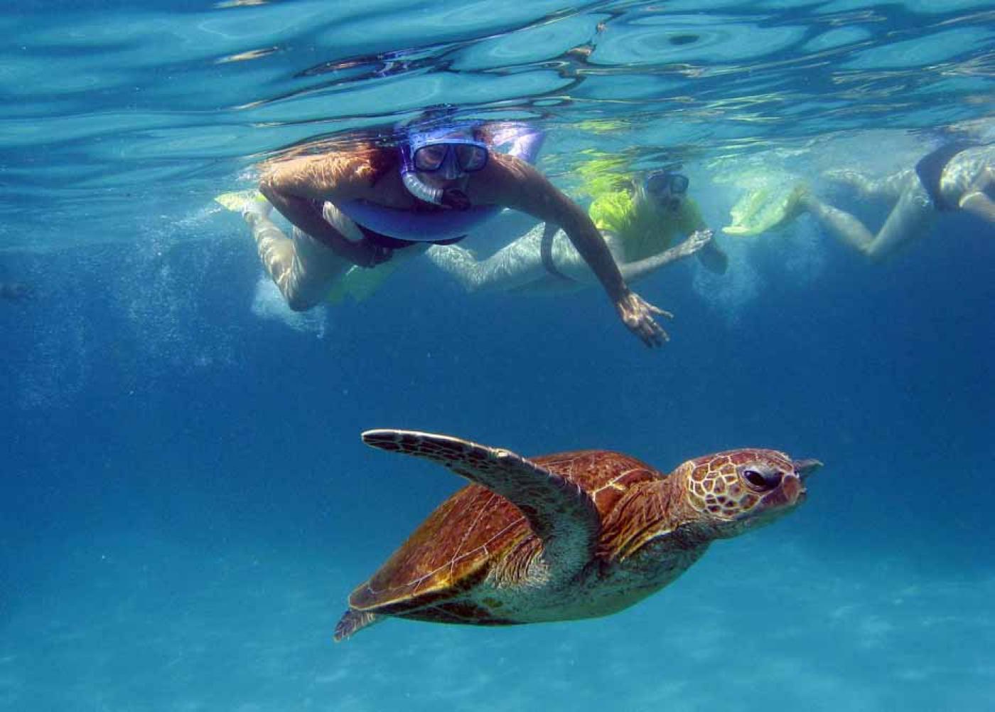 Man snorkels while turtle swims by.