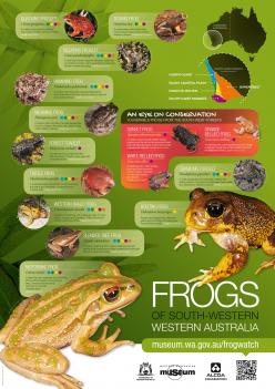 Frogs of the Southwest poster