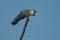 Baudin's Cockatoo
