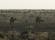 Desert Fireball Networking - two wild camels