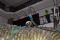 Moving the Carnotaurus from WA Land and People @ Perth