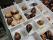 A tray of preserved molluscs from the Museum's malacology dry collection
