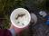 Some invertebrates found near one of the survey locations