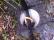 An example of a trap used to survey and count the nearby animals