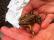 A banjo frog found near the one of the survey locations
